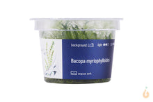 Lade das Bild in den Galerie-Viewer, Aqua Art - Myriophyllum Fettblatt | Bacopa myriophylloides | In Vitro Aquariumpflanze
