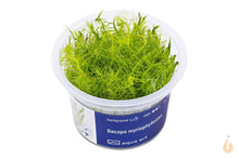 Lade das Bild in den Galerie-Viewer, Aqua Art - Myriophyllum Fettblatt | Bacopa myriophylloides | In Vitro Aquariumpflanze
