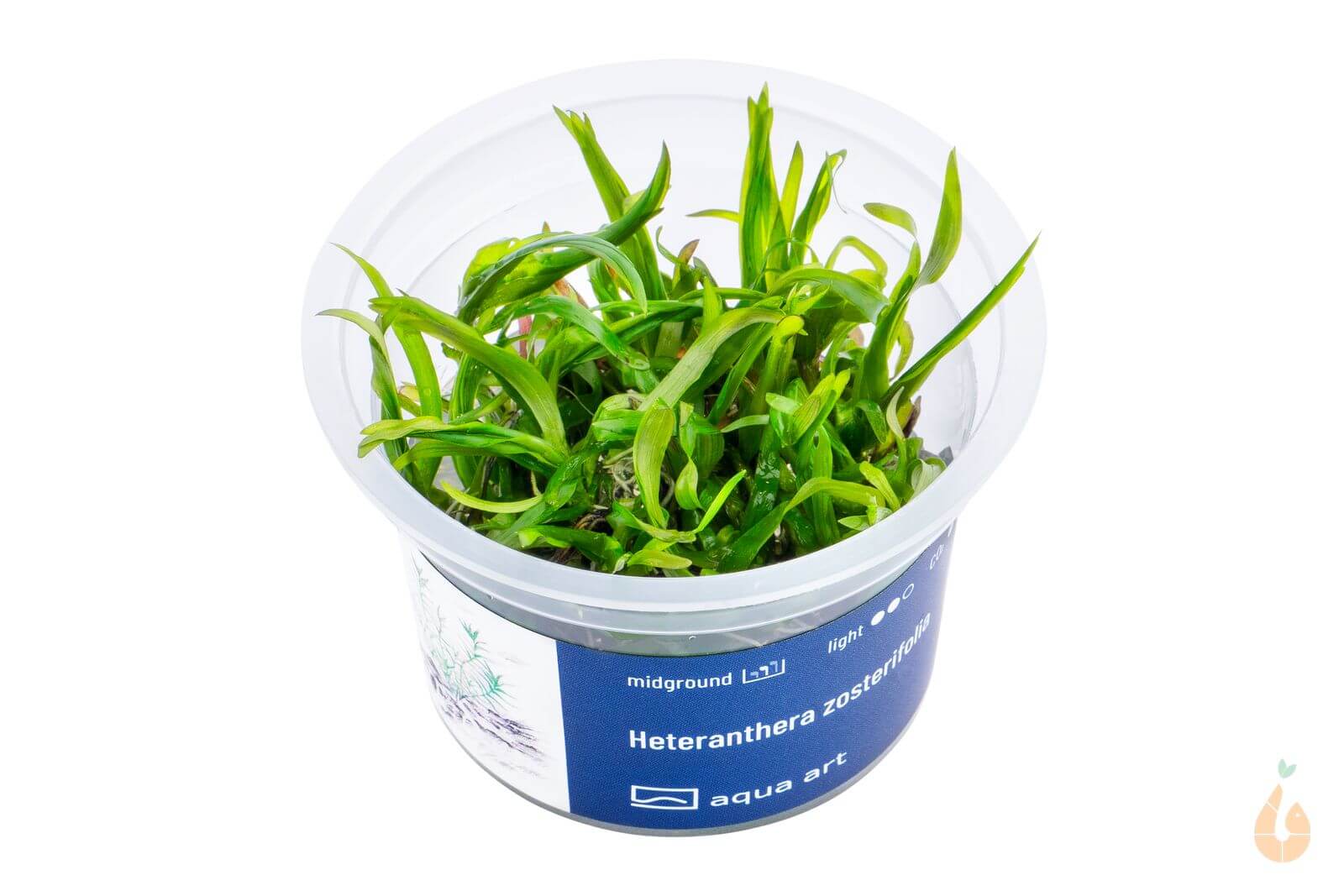 Aqua Art - Seegrasblättriges Trugkölbchen | Heteranthera zosterifolia | In Vitro Aquariumpflanze