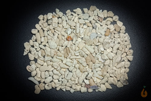 50g Korallenbruch | 5-20mm | Für Brackwasser / Salzwasser / Süßwasser
