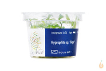 Lade das Bild in den Galerie-Viewer, Aqua Art - Tiger Wasserfreund | Hygrophila sp. &#39;Tiger&#39; | In Vitro Aquariumpflanze
