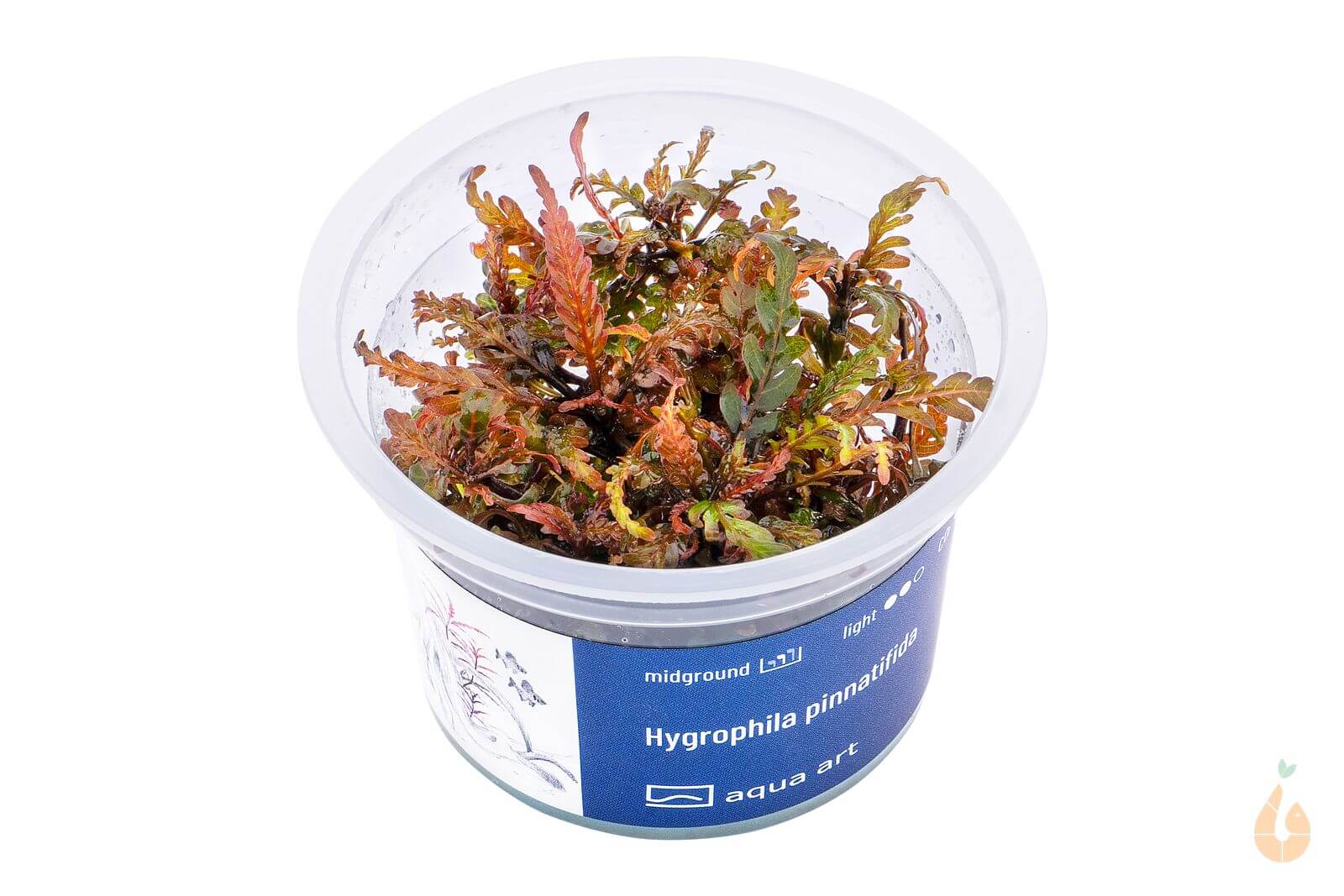 Aqua Birne - Fiederspaltiger Wasserfreund | Hygrophila pinnatifida | In Vitro Aquariumpflanze