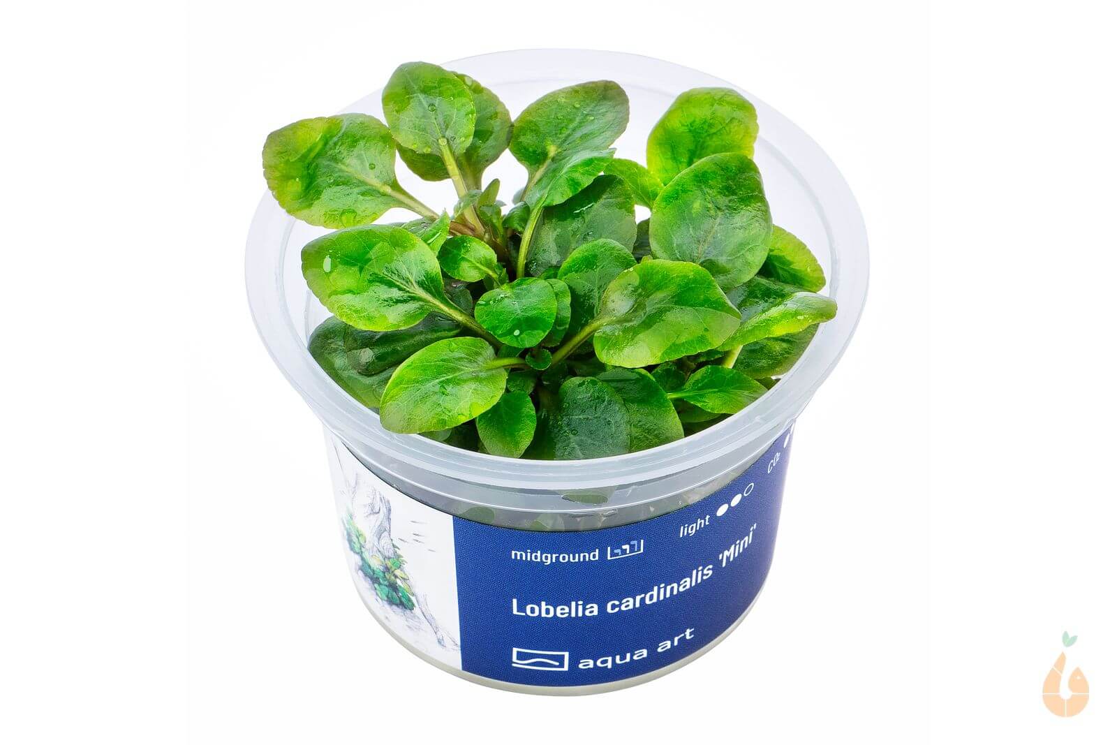 Aqua Art - Zwerg Kardinalslobelie | Lobelia cardinalis 