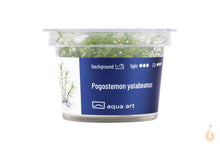 Lade das Bild in den Galerie-Viewer, Aqua Art - Yatabes Sternpflanze | Pogostemon yatabeanus | In Vitro Aquariumpflanze
