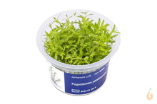 Lade das Bild in den Galerie-Viewer, Aqua Art - Yatabes Sternpflanze | Pogostemon yatabeanus | In Vitro Aquariumpflanze
