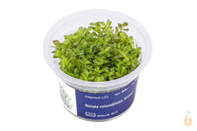 Lade das Bild in den Galerie-Viewer, Aqua Art - Grüne Rotala | Rotala rotundifolia &#39;Green&#39; | In Vitro Aquariumpflanze
