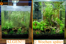 Lade das Bild in den Galerie-Viewer, Batik / Mosaik Rennschnecke / Napfschnecke  | Vittina sp. Batik Algen fressen im Aquarium
