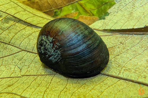 Anthrazit Napfschnecke - Stahlhelmschnecke | Neritina pulligera - TOP Algenkiller! im Aquarium