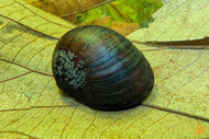 Anthrazit Napfschnecke - Stahlhelmschnecke | Neritina pulligera - TOP Algenkiller! im Aquarium