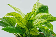 Lade das Bild in den Galerie-Viewer, Anubias Pinto / barteri nana Variegata | Panaschiertes Speerblatt | Aquarium Topfpflanze
