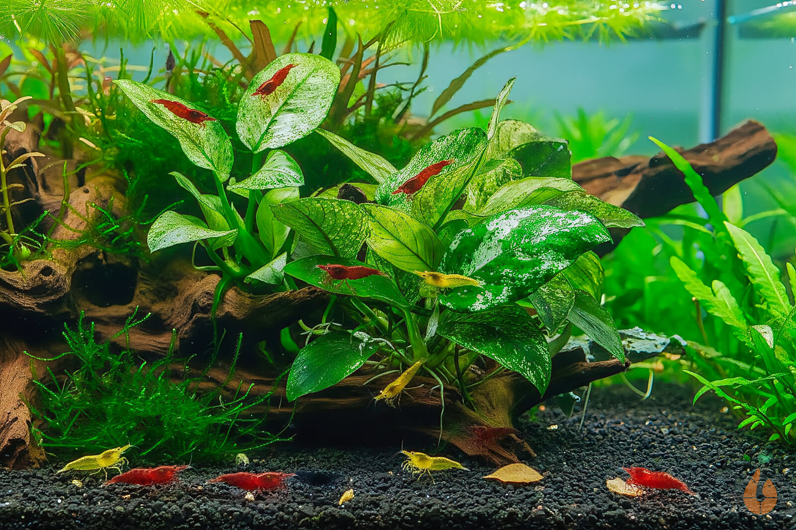 Anubias Pinto  barteri nana Variegata  Panaschiertes Speerblatt  Aquarium Topfpflanze im Garnelenaquarium