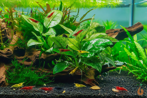 Anubias Pinto  barteri nana Variegata  Panaschiertes Speerblatt  Aquarium Topfpflanze im Garnelenaquarium