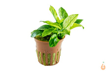 Lade das Bild in den Galerie-Viewer, Anubias Pinto / barteri nana Variegata | Panaschiertes Speerblatt | Aquarium Topfpflanze
