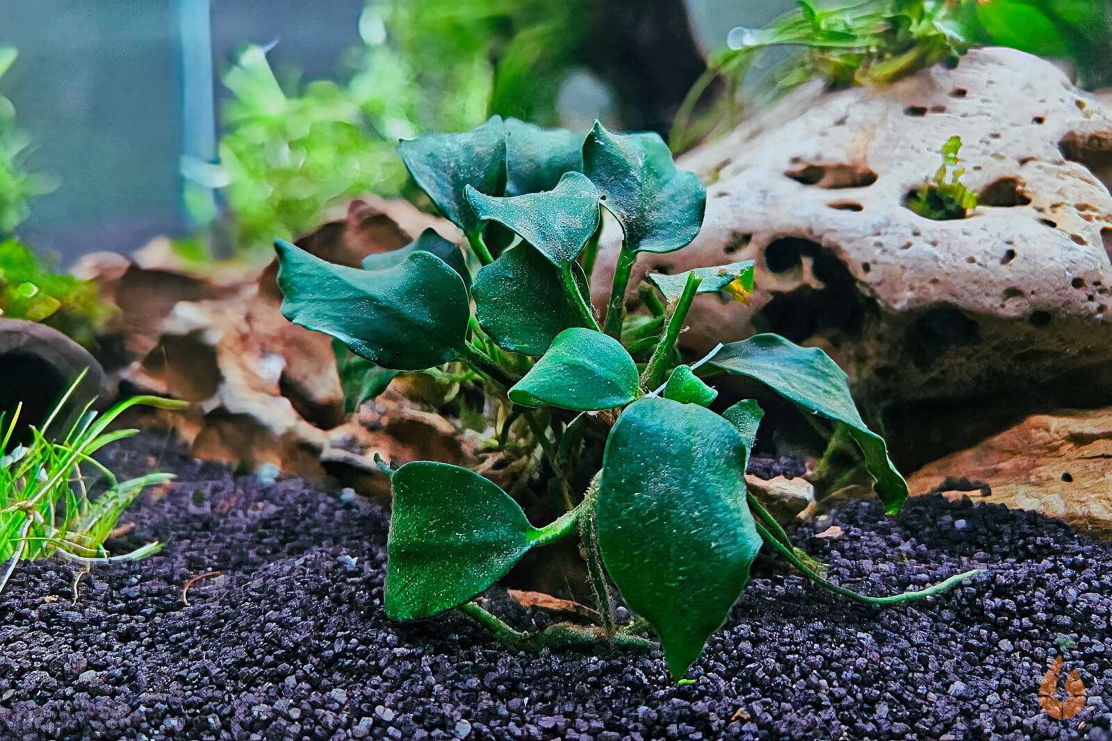 Anubias barteri Dark Angel | Speerblatt 