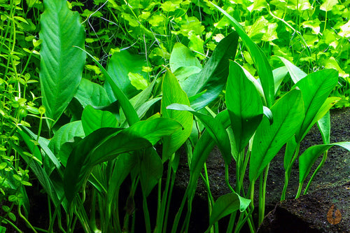 Anubias barteri Glabra | Kahles Speerblatt | Im Aquarium