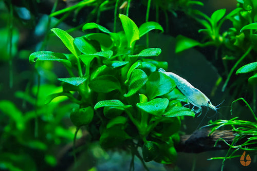 Anubias barteri 'Mini Coin' | In Vitro Aquariumpflanze - Rarität im Garnelenaquarium