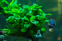 Lade das Bild in den Galerie-Viewer, Anubias barteri &#39;Mini Coin&#39; | In Vitro Aquariumpflanze - Rarität im Schneckenaquarium
