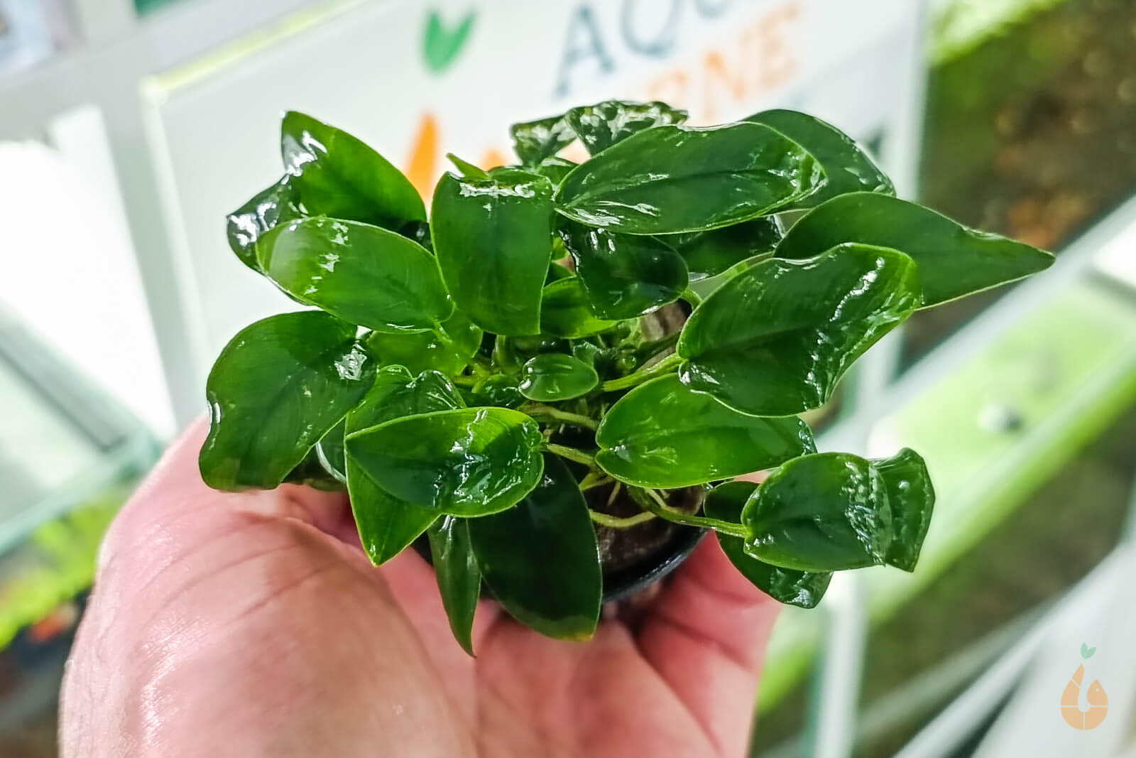 Anubias barteri nana | Zwergspeerblatt