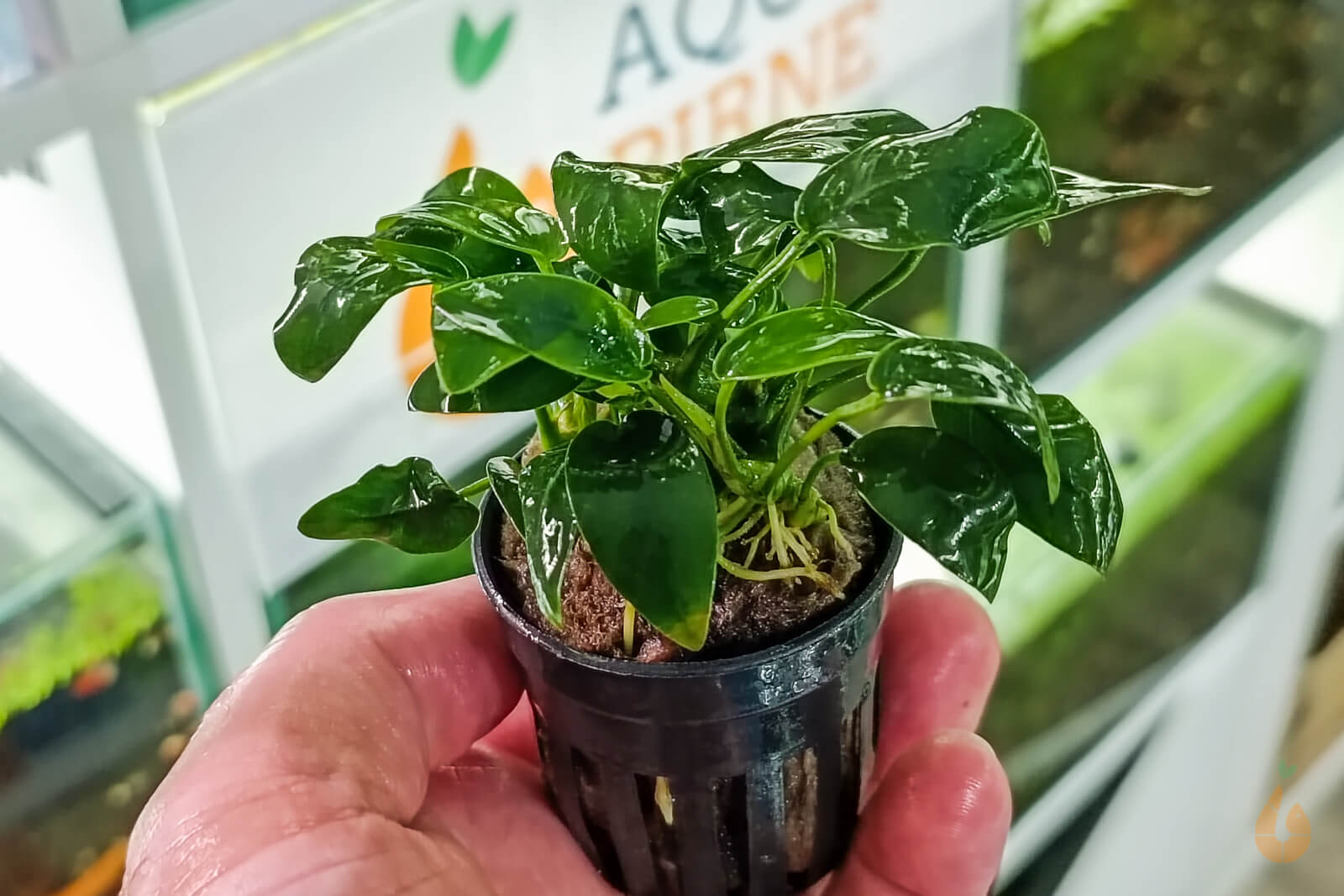 Anubias barteri nana Bonsai | Mini Zwergspeerblatt | Aquarium Topfpflanze
