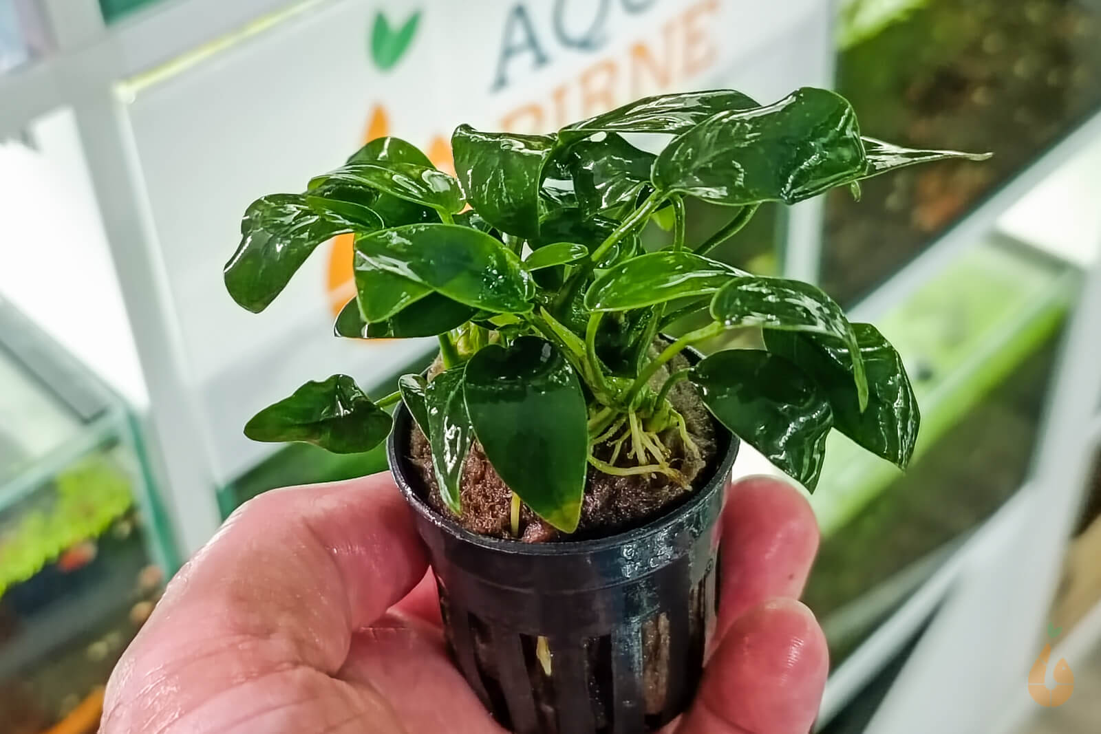 Anubias barteri nana | Zwergspeerblatt