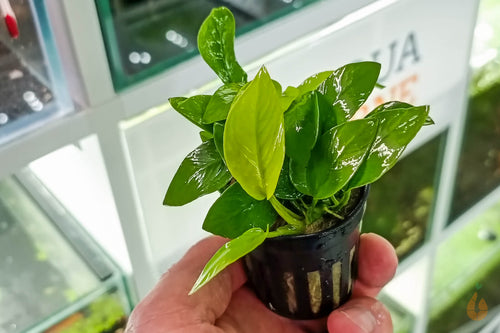 Anubias barteri nana Gold | Goldene Zwergspeerblatt | Aquarium Topfpflanze