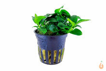 Lade das Bild in den Galerie-Viewer, Anubias barteri nana Petite | Bonsai Zwergspeerblatt | Aquarium Topfpflanze
