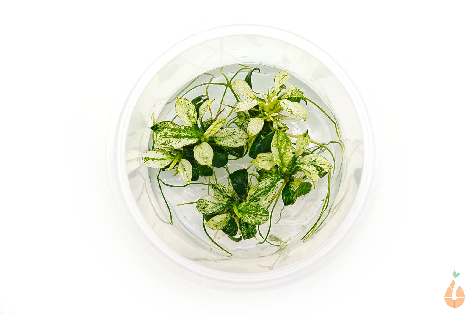 Anubias barteri nana Variegata | Panaschiertes Speerblatt | In Vitro - Rarität