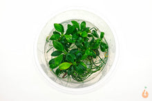 Lade das Bild in den Galerie-Viewer, Anubias sp. Pangolino | Zwergspeerblatt | In Vitro Aquariumpflanze
