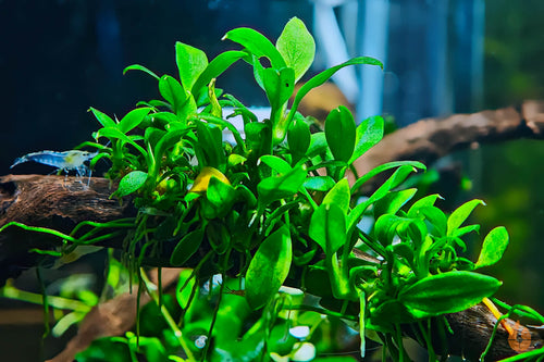 Anubias sp. Pangolino | Zwergspeerblatt | In Vitro Aquariumpflanze im Garnelenaquarium