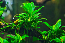 Lade das Bild in den Galerie-Viewer, Anubias sp. Pangolino | Zwergspeerblatt | In Vitro Aquariumpflanze im Aquascaping Aquarium
