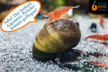 Lade das Bild in den Galerie-Viewer, Blaubeer Schnecke / Blue Berry Snail | Notopala sp. - Rarität Nachzucht / Zucht im Aquarium frisst das Staubfutter Pure&amp;Basic Powder
