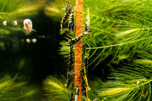 Lade das Bild in den Galerie-Viewer, Shrimp Sticks Lollies / Garnelen Lollie | Verschiedene Lolly Sorten als Garnelenfutter und Schneckenfutter für das Aquarium
