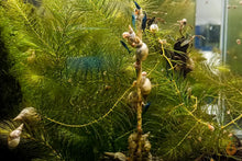 Lade das Bild in den Galerie-Viewer, Aqua Birne - Premium Garnelen Lollie | Shrimp Lollies Futter für Garnelen und Schnecken
