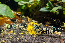 Lade das Bild in den Galerie-Viewer, Aqua Birne - Premium Hokkaido Sticks | Zusatzfutter im Nanoaquarium
