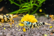 Lade das Bild in den Galerie-Viewer, Aqua Birne - Premium Hokkaido Sticks | Zusatzfutter im Nano Aquarium
