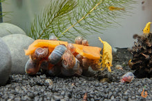 Lade das Bild in den Galerie-Viewer, Aqua Birne - Premium Karotten Chips | Zusatzfutter im Garnelenaquarium als Futter

