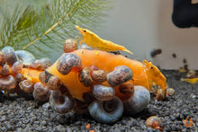 Lade das Bild in den Galerie-Viewer, Blaue Posthornschnecke - Avatar Schnecke | PHS Blau | Helisoma cf.anceps im Garnelenaquarium
