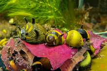 Lade das Bild in den Galerie-Viewer, Geweihschnecke / Hörnchenschnecke Bunt | Clithon Corona im Schneckenaquarium
