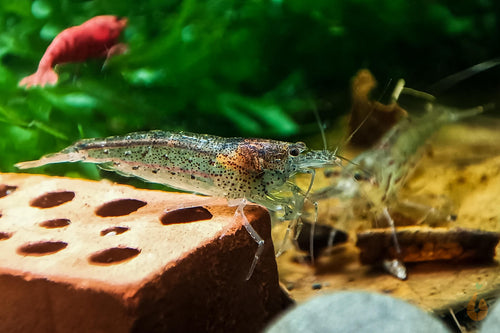 Australische Amano Garnele / Amanogarnele | Guter Algenfresser | Caridina typus im Aquarium