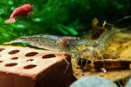 Australische Amano Garnele / Amanogarnele | Guter Algenfresser | Caridina typus im Aquarium