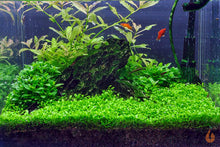 Lade das Bild in den Galerie-Viewer, Australisches Zungenblatt | Glossostigma elatinoides | In Vitro Aquariumpflanze im Aquascape Aquarium
