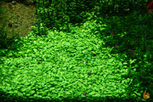 Lade das Bild in den Galerie-Viewer, Australisches Zungenblatt | Glossostigma elatinoides | In Vitro Aquariumpflanze
