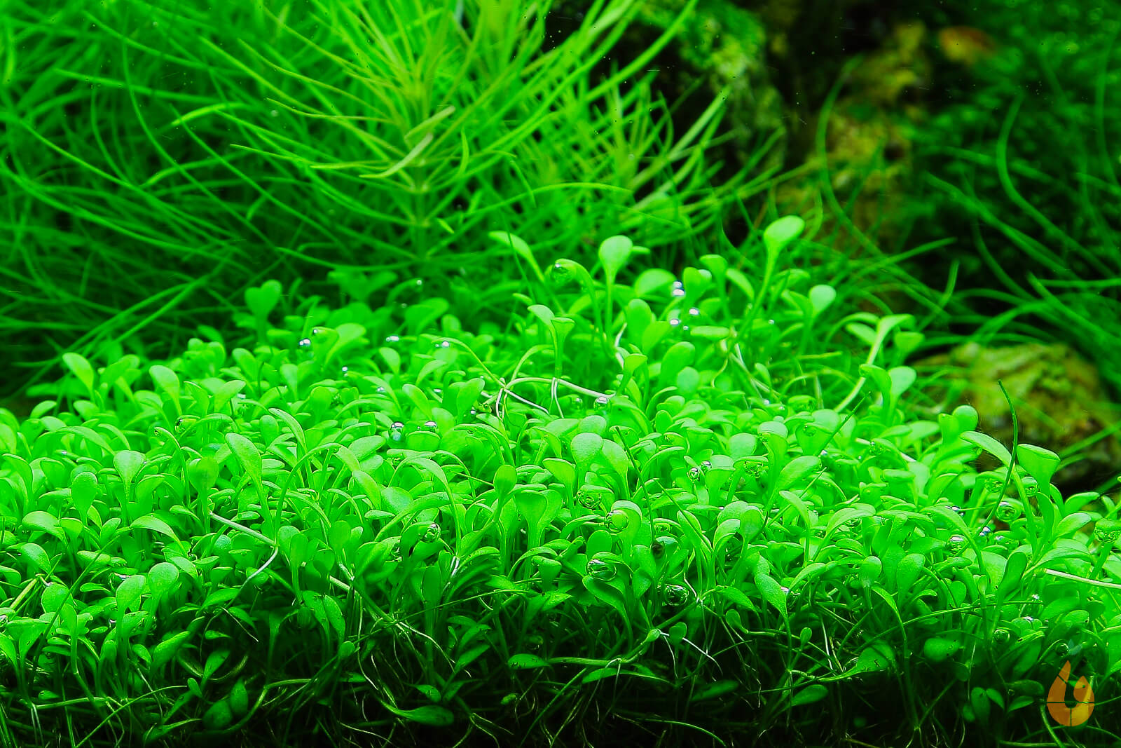 Australisches Zungenblatt | Glossostigma elatinoides | In Vitro Aquariumpflanze