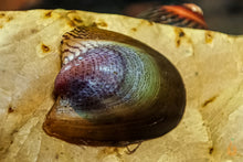 Lade das Bild in den Galerie-Viewer, Batmanschnecke / Fledermausschnecke | Neritina auriculata im Aquarium
