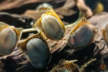 Lade das Bild in den Galerie-Viewer, Batmanschnecken / Fledermausschnecken | Neritina auriculata fressen Algen im Aquarium
