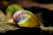 Lade das Bild in den Galerie-Viewer, Batmanschnecke / Fledermausschnecke | Neritina auriculata im Aquascaping Aquarium
