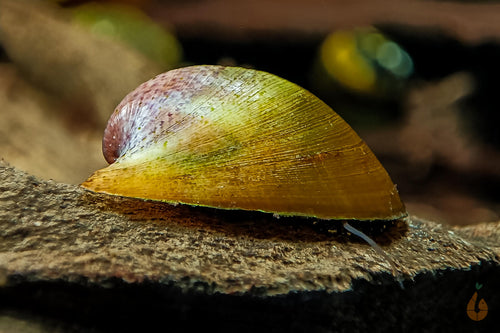 Batmanschnecke / Fledermausschnecke | Neritina auriculata auf einer Aquariumwurzel