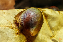 Lade das Bild in den Galerie-Viewer, Batmanschnecke / Fledermausschnecke | Neritina auriculata im Nano Aquarium
