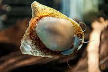 Lade das Bild in den Galerie-Viewer, Batmanschnecke / Fledermausschnecke | Neritina auriculata frisst Algen im Aquarium
