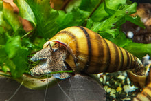 Lade das Bild in den Galerie-Viewer, Bienenschnecke / Gestreifte Turmdeckelschnecke | Brotia dautzenbergiana im Aquascape Aquarium
